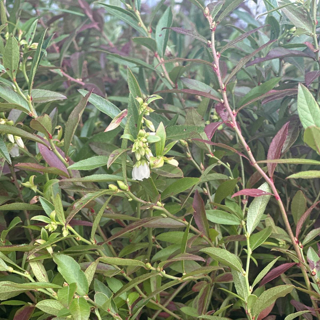 Lowbush Blueberry |Spotswood Greenery