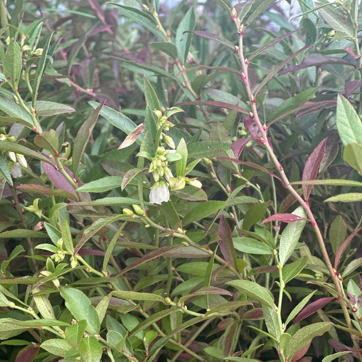Lowbush Blueberry |Spotswood Greenery