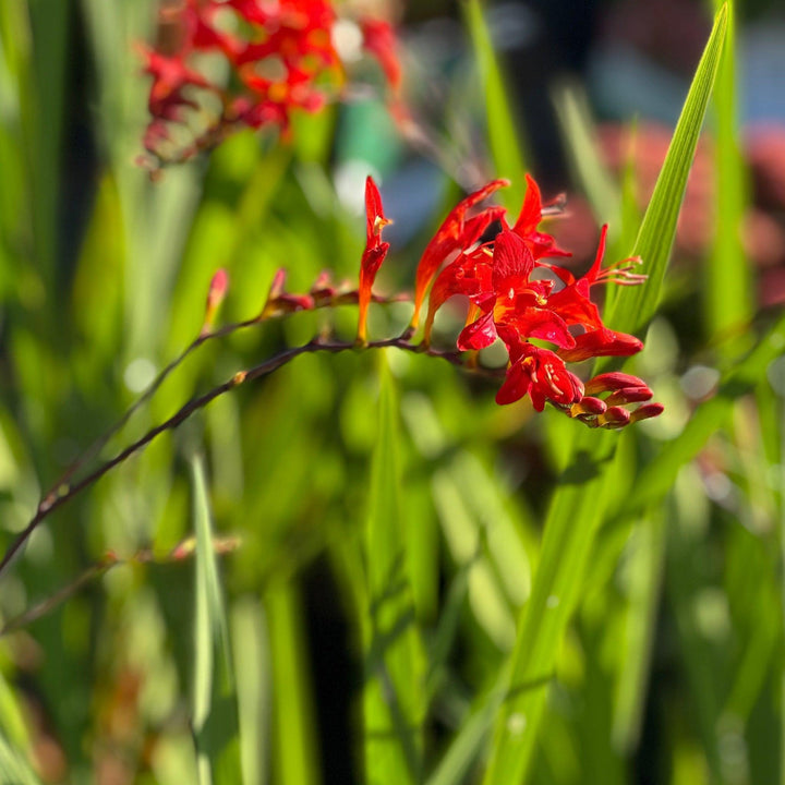 Lucifer Montbretia