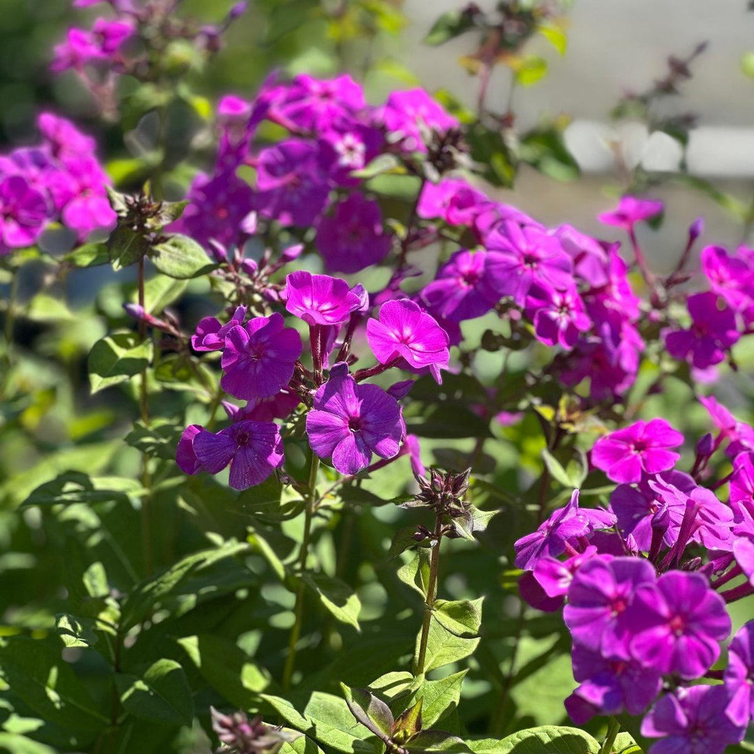 Luminary® Evening Glow Phlox |Spotswood Greenery