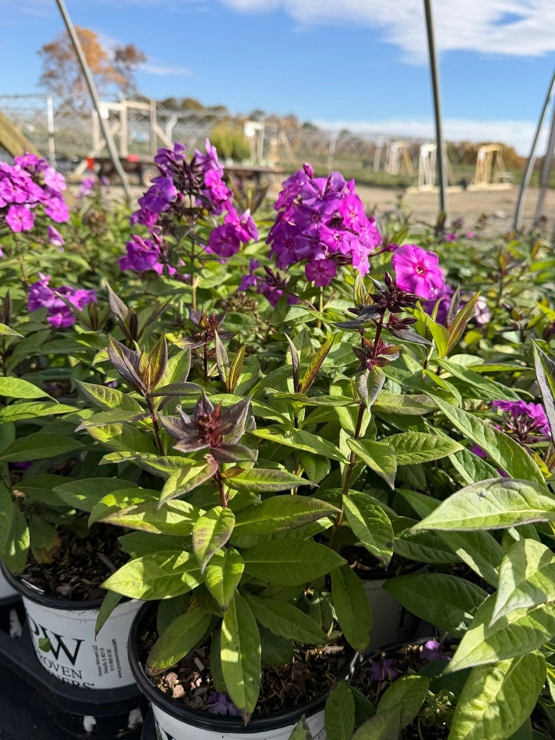 Luminary® Ultraviolet Tall Garden Phlox |Spotswood Greenery