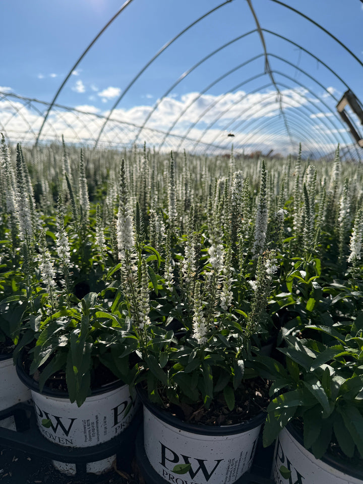 Magic Show® White Wands Spike Speedwell |Spotswood Greenery
