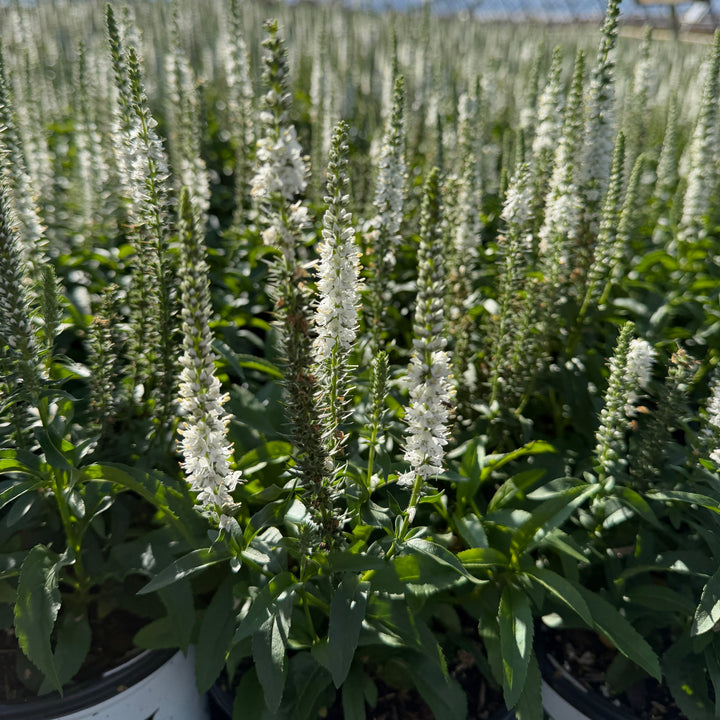 Magic Show® White Wands Spike Speedwell |Spotswood Greenery