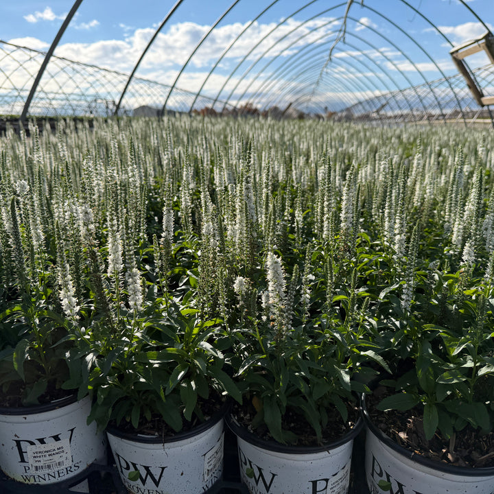 Magic Show® White Wands Spike Speedwell |Spotswood Greenery