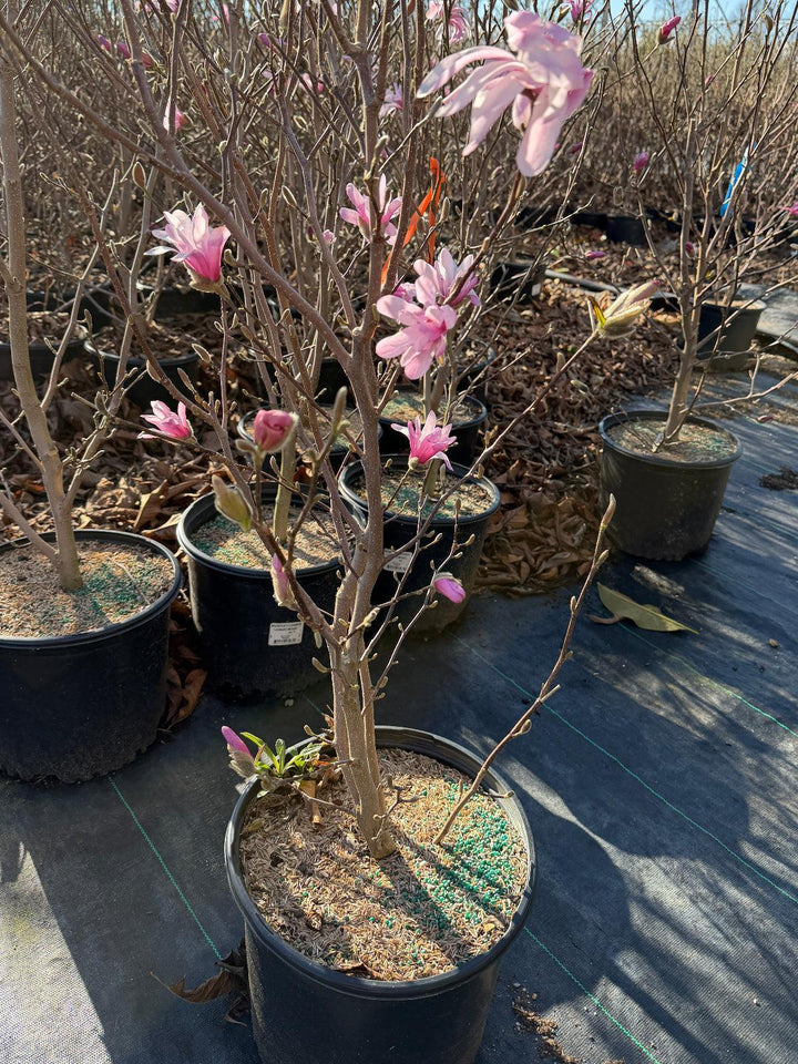 Leonard Messel Magnolia |Spotswood Greenery