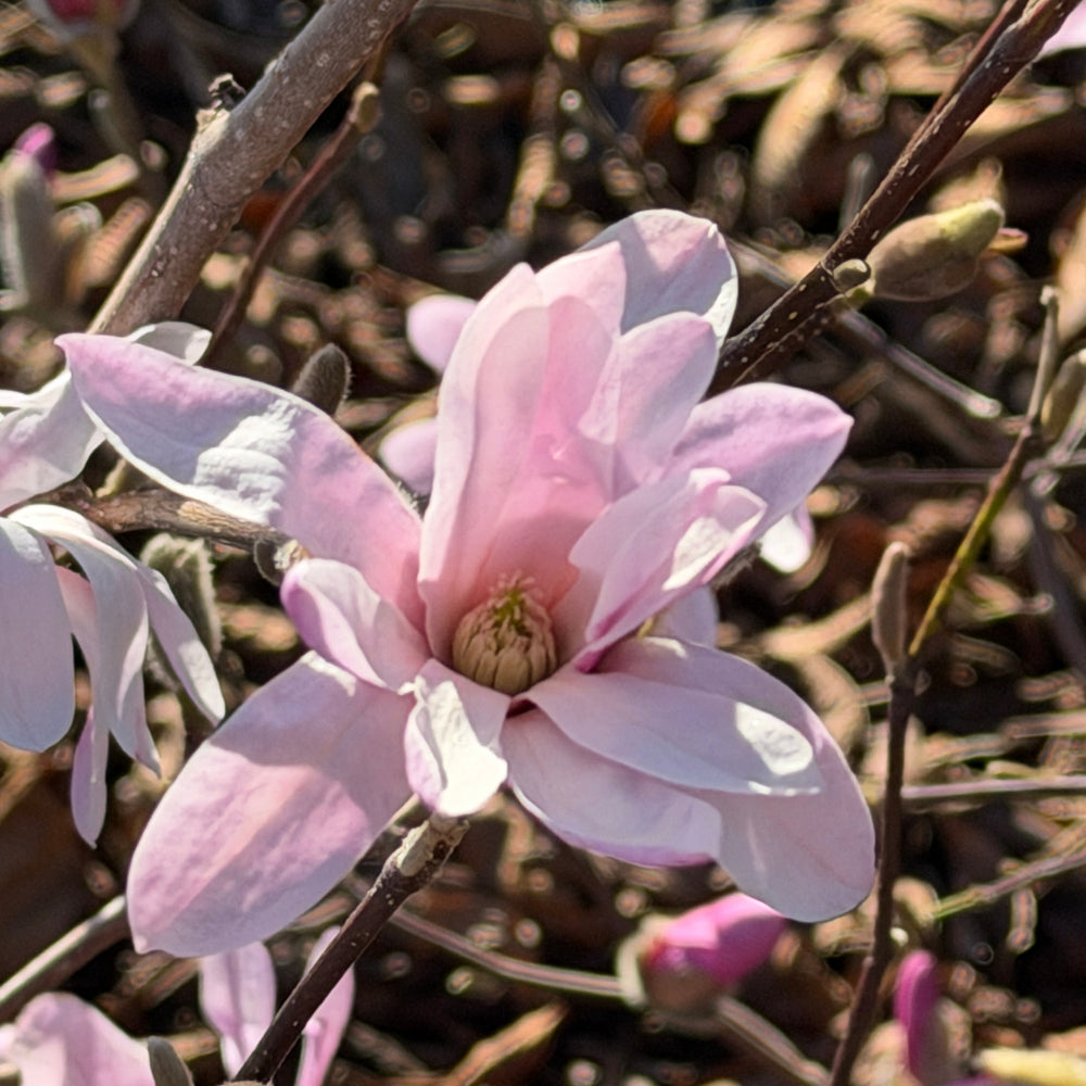 Leonard Messel Magnolia |Spotswood Greenery