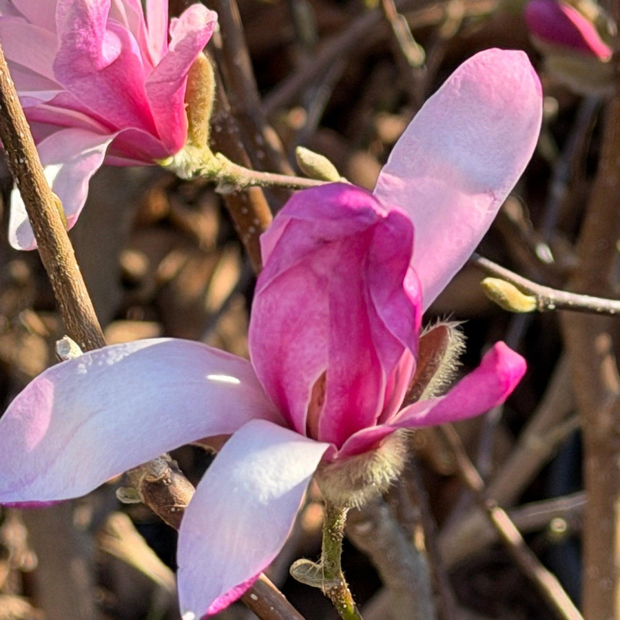 Leonard Messel Magnolia |Spotswood Greenery