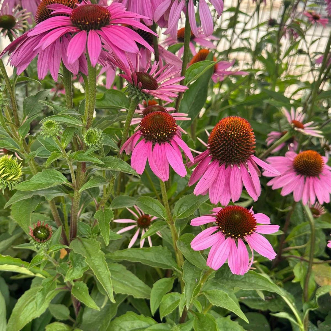 Magnus purple Coneflower |Spotswood Greenery
