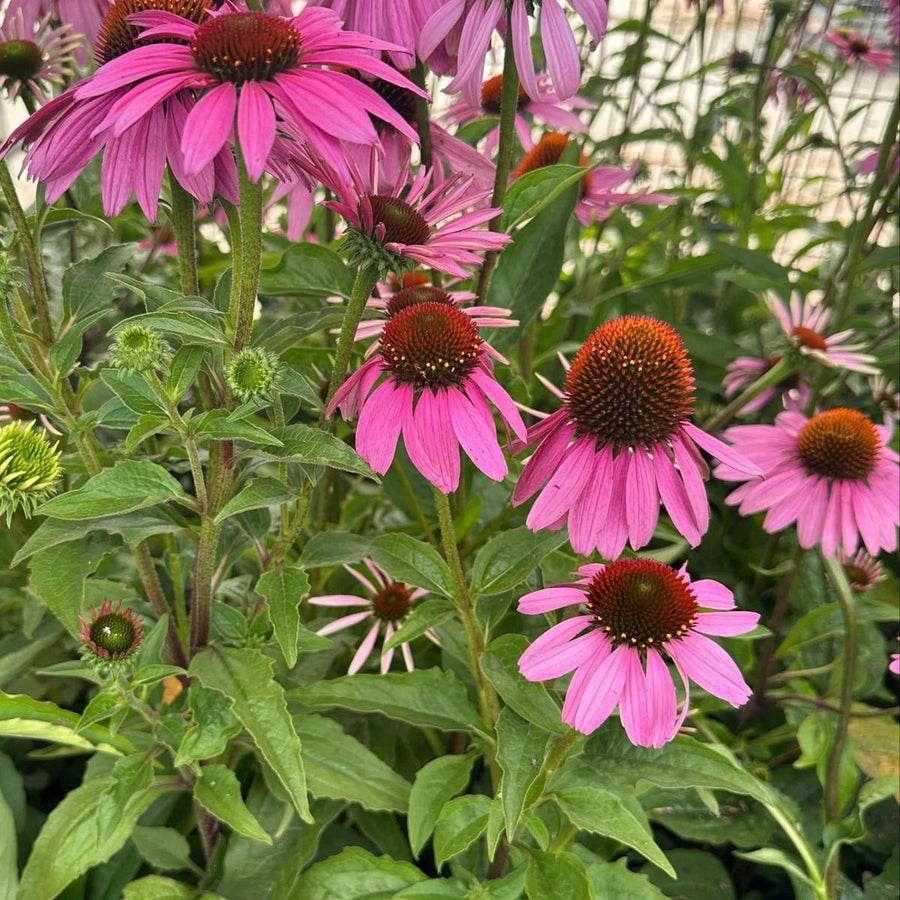Magnus purple Coneflower |Spotswood Greenery