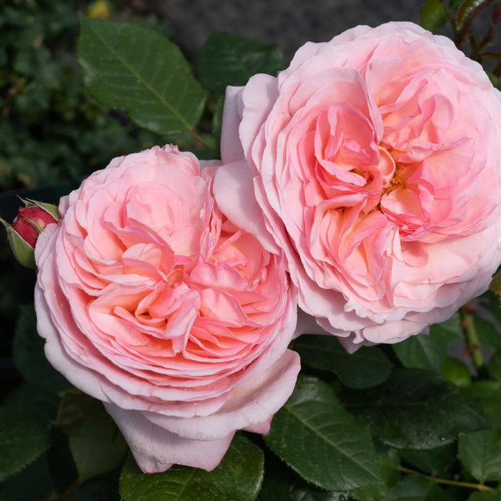 Martha Stewart™ Hybrid Tea Rose |Star® Roses and Plants