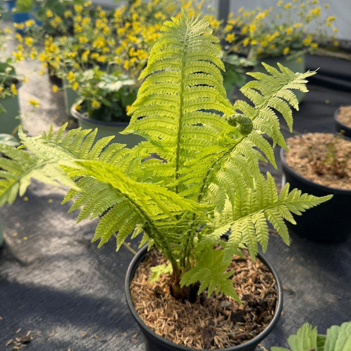 Ostrich Fern |Spotswood Greenery