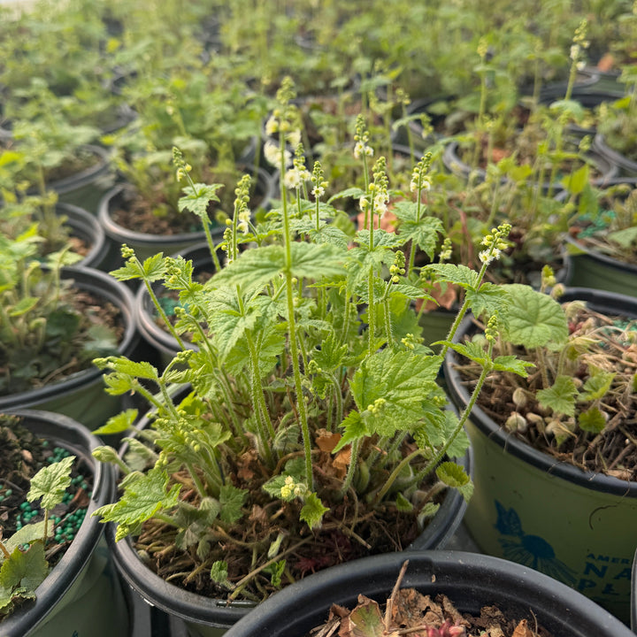 mitella diphylla |Spotswood Greenery
