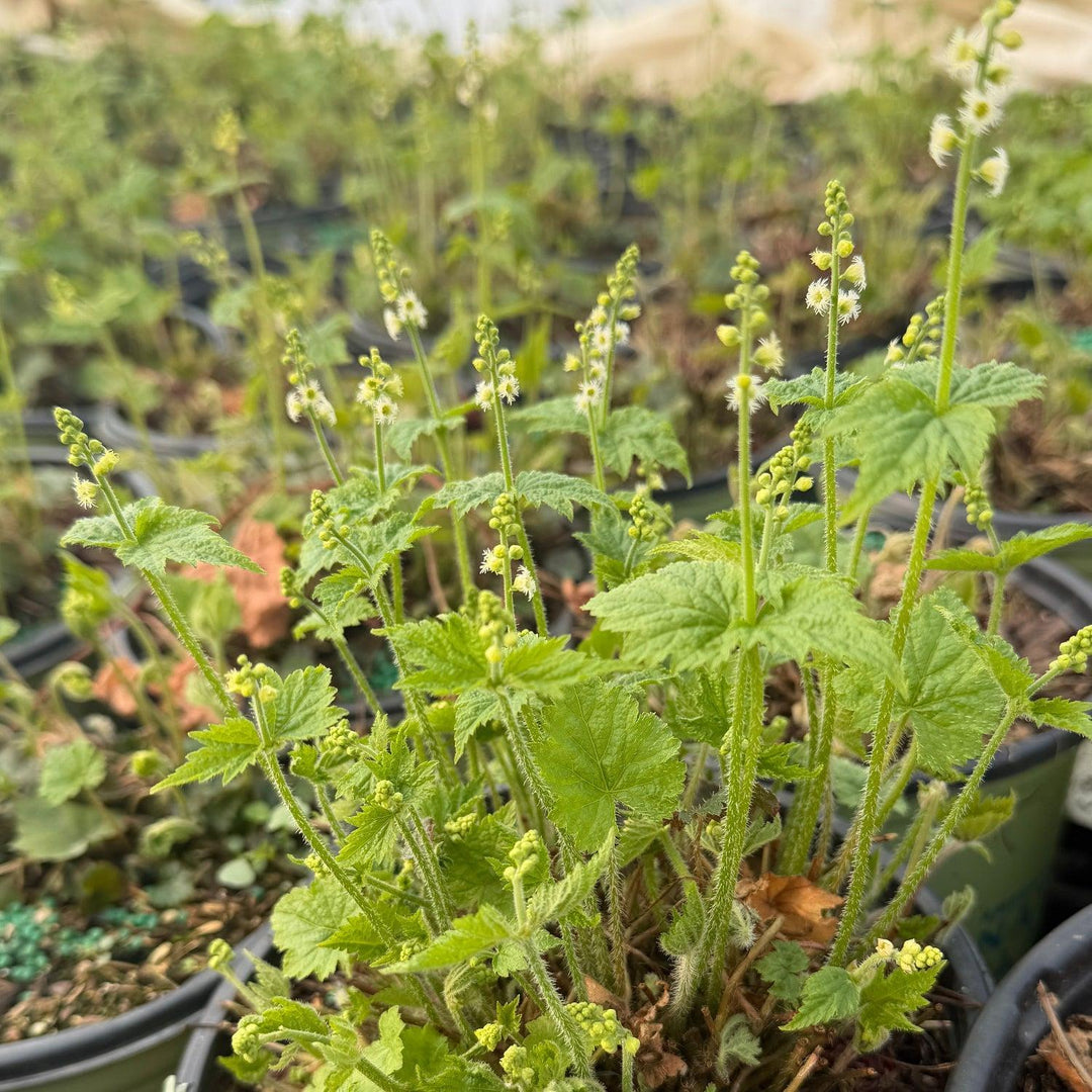 mitella diphylla |Spotswood Greenery