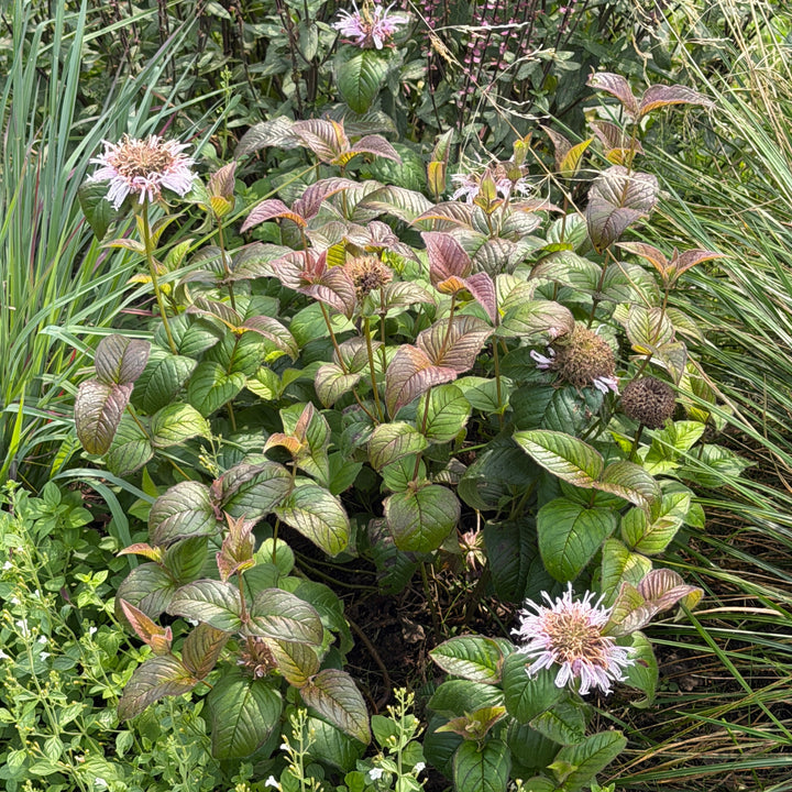Bradbury's Bee Balm |Spotswood Greenery