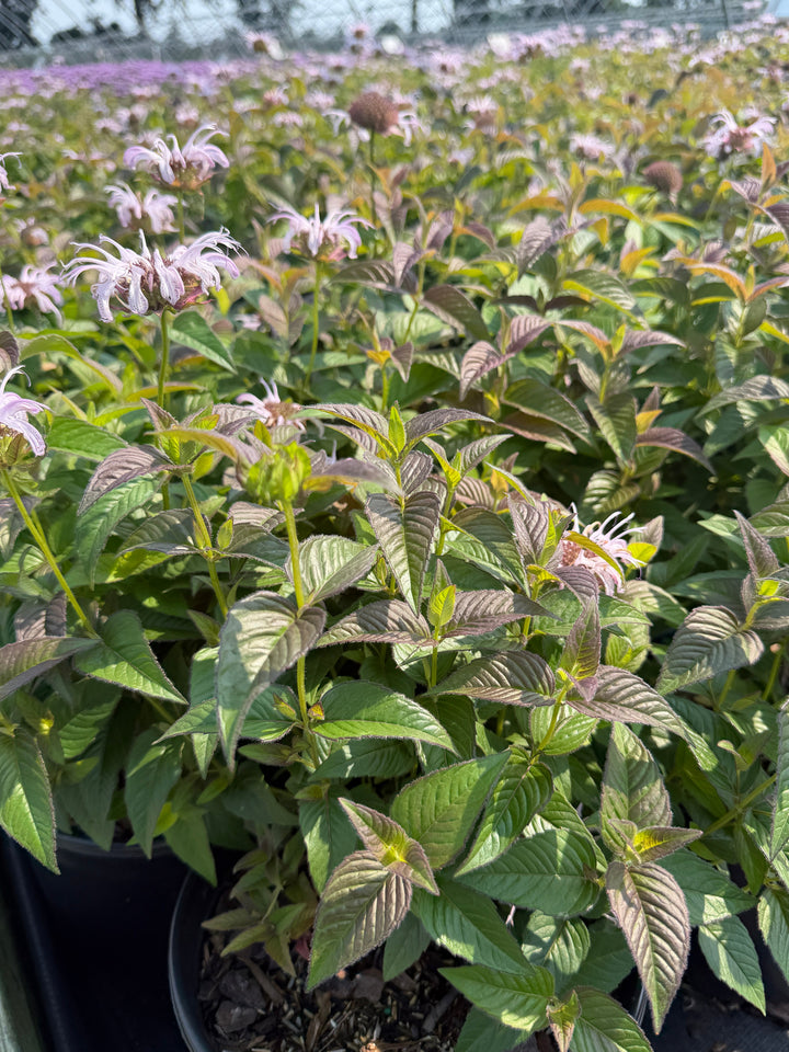 Midnight Oil Eastern Bee Balm