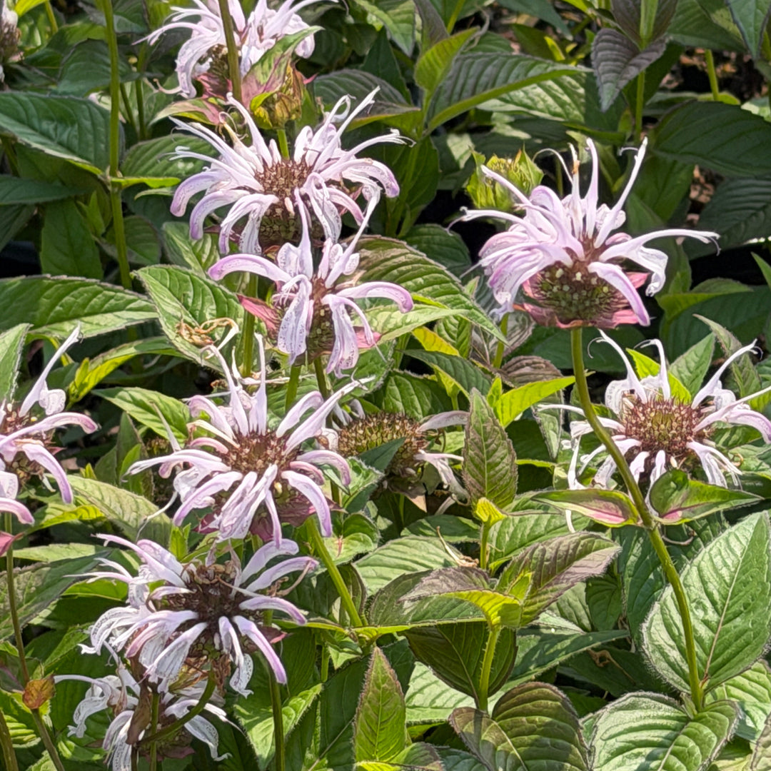 Midnight oil bee balm |Spotswood Greenery