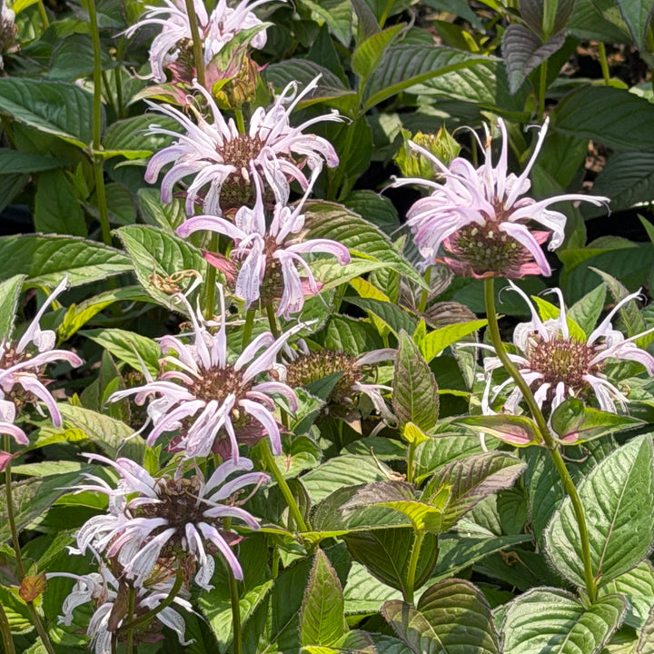 Midnight oil bee balm |Spotswood Greenery