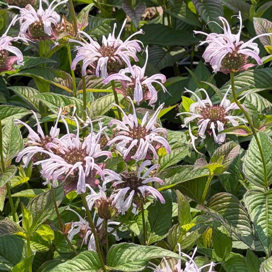 Midnight oil bee balm |Spotswood Greenery