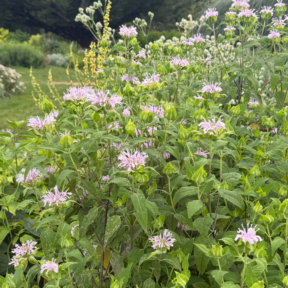 Wild bergamot |Spotswood Greenery