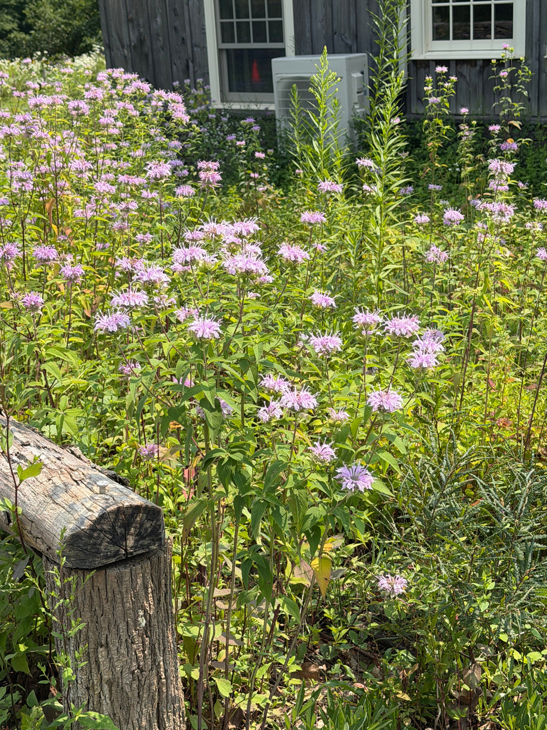 Wild bergamot |Spotswood Greenery