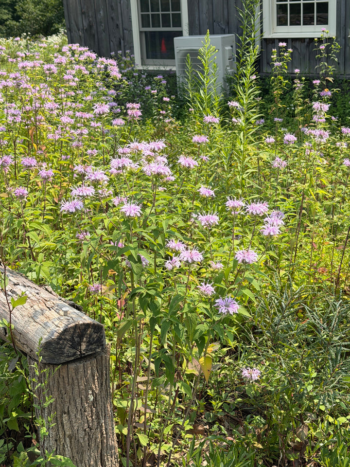 Wild bergamot |Spotswood Greenery