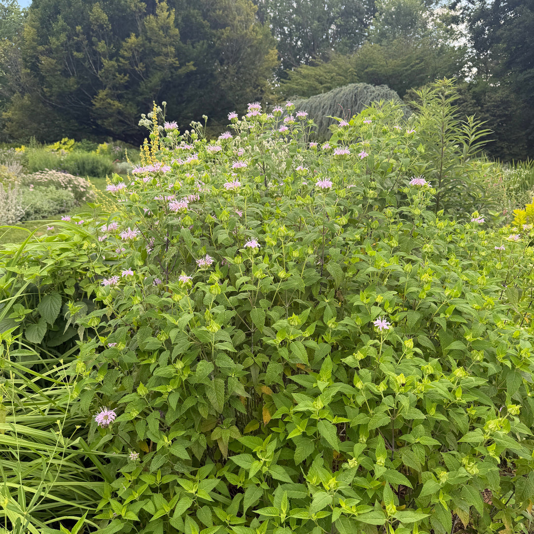 Wild bergamot |Spotswood Greenery