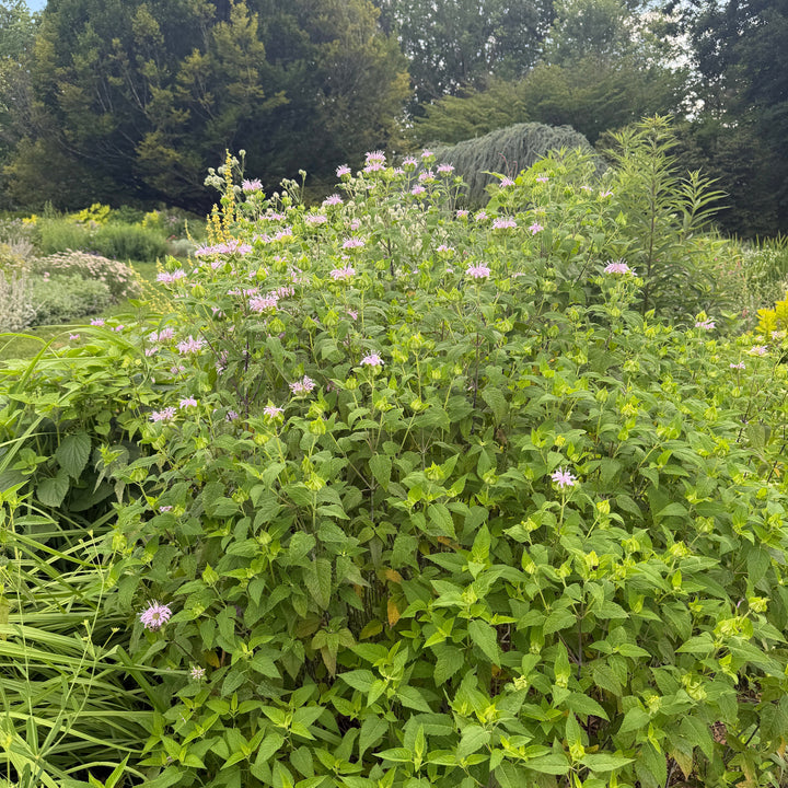 Wild bergamot |Spotswood Greenery