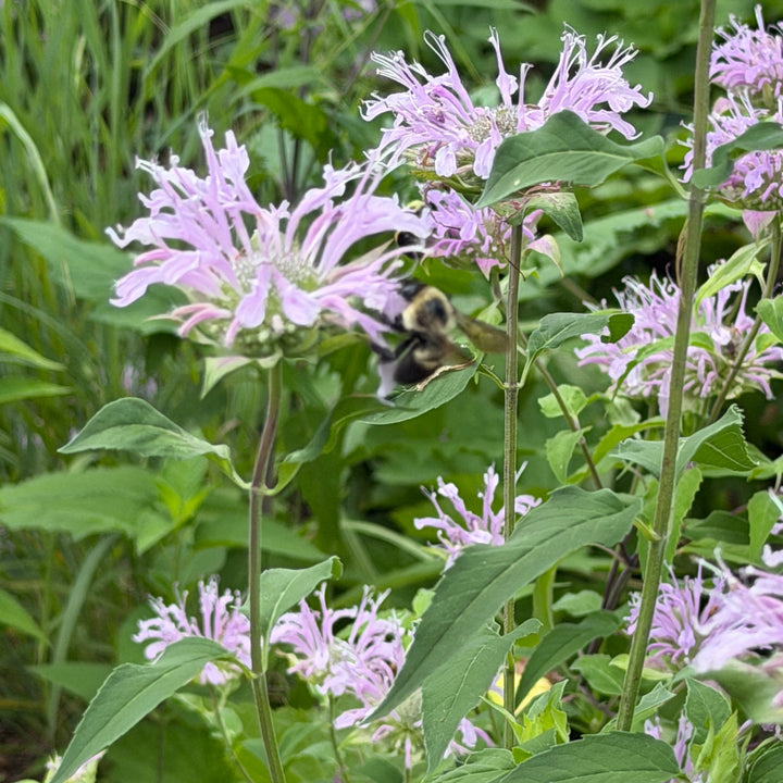 Wild bergamot |Spotswood Greenery