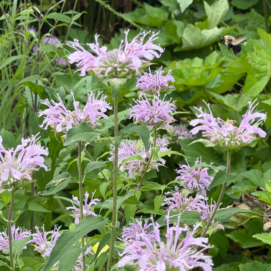 Wild bergamot |Spotswood Greenery