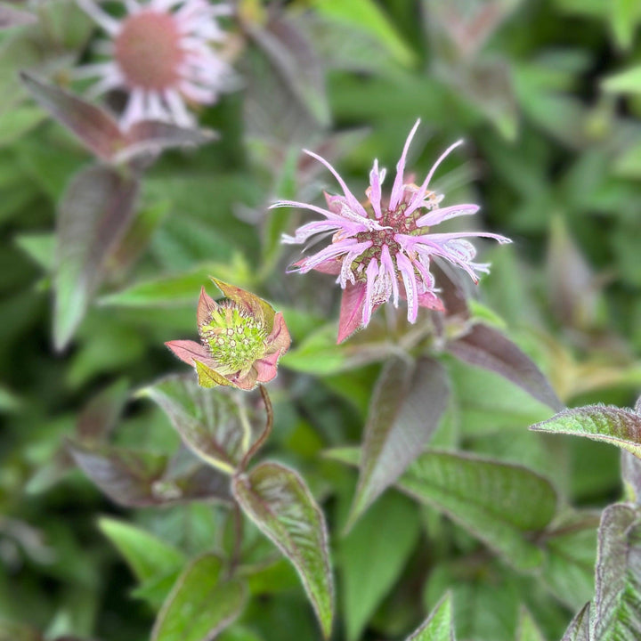 Bradbury's Bee Balm |Spotswood Greenery