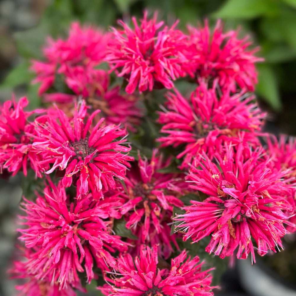 Pardon My Cerise Bee Balm