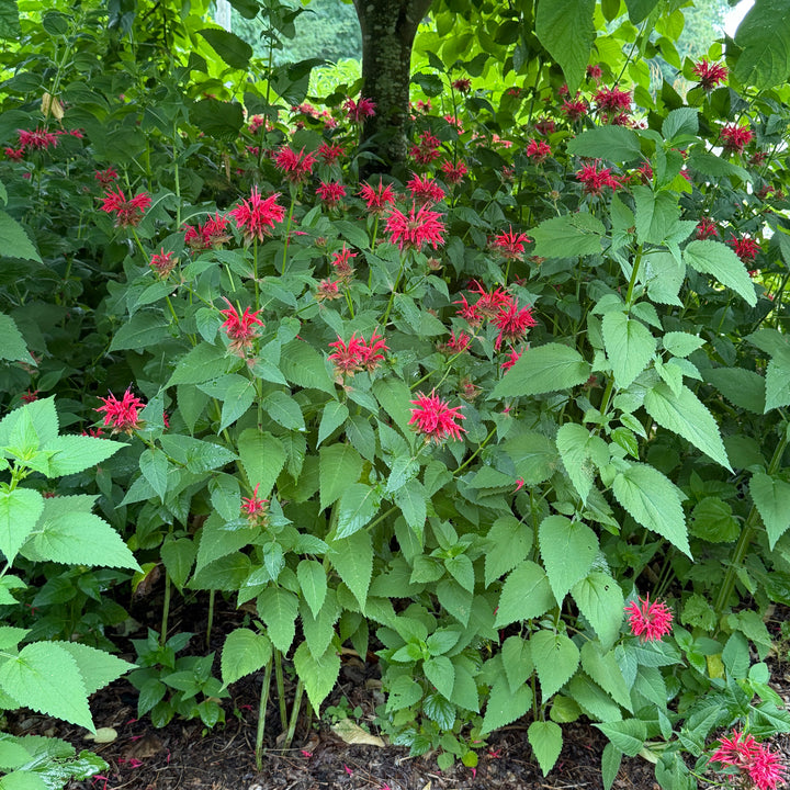 monarda-raspberry-wine-beebalm|Spotswood Greenery
