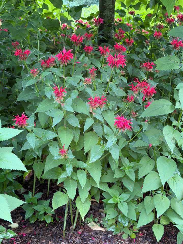 monarda-raspberry-wine-beebalm|Spotswood Greenery