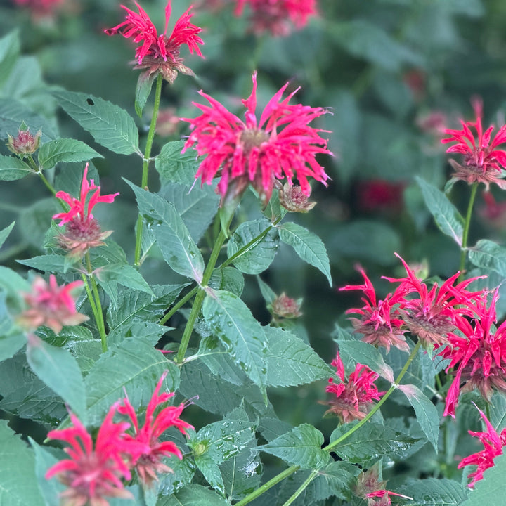 monarda-raspberry-wine-beebalm|Spotswood Greenery