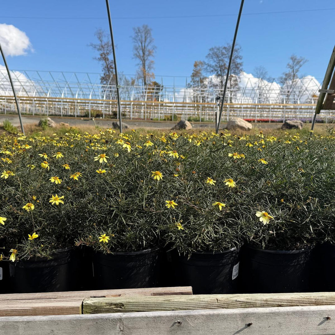 Moonbeam Threadleaf Tickseed |Spotswood Greenery