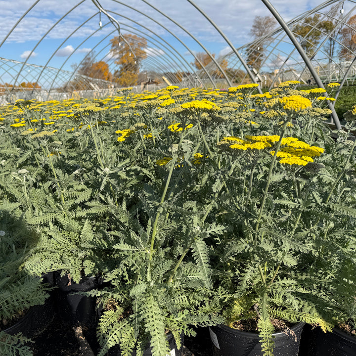 Moonshine Yarrow |Spotswood Greenery