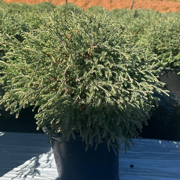 Mr. Bowling Ball® American Arborvitae |Spotswood Greenery