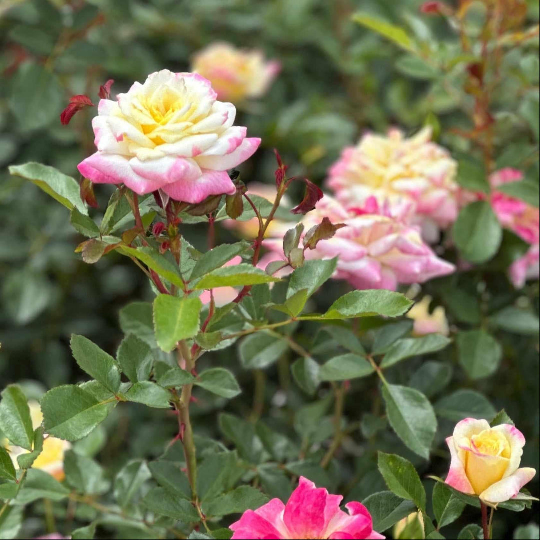 Music Box Shrub Rose |Spotswood Greenery