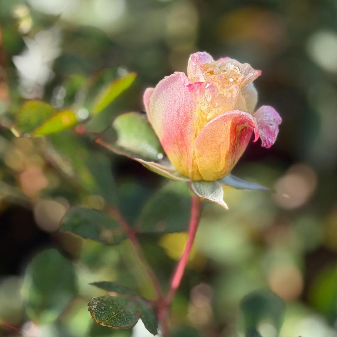 Music Box Shrub Rose |Spotswood Greenery