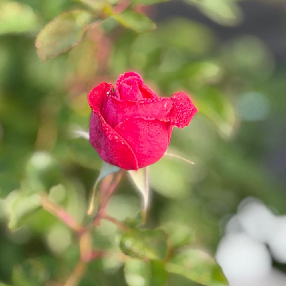 My Girl Easy Elegance® Shrub Rose |Spotswood Greenery