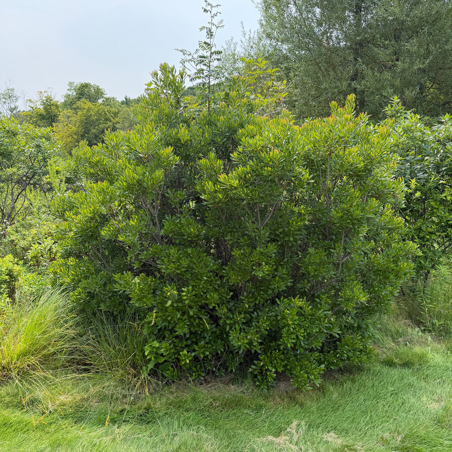 northern bayberry in landscape |Spotswood Greenery