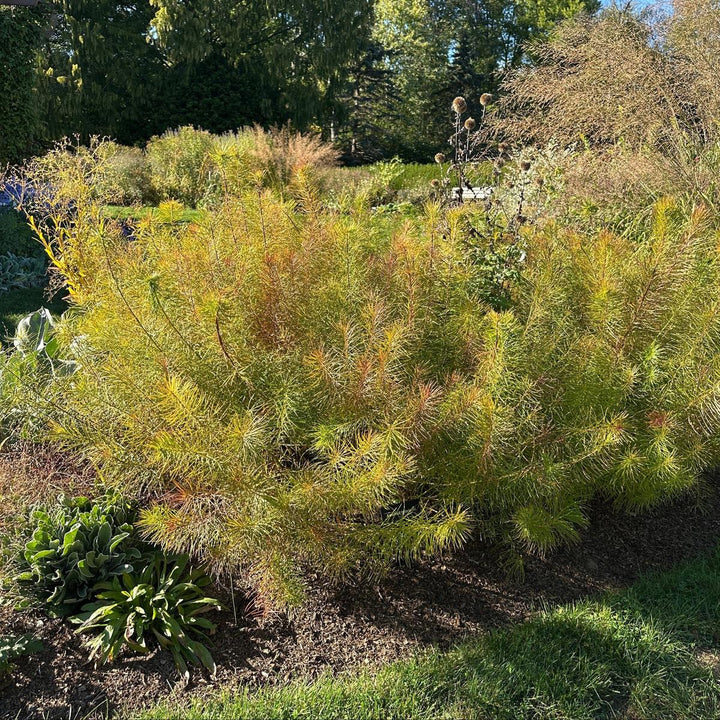 Narrowleaf Blue Star |Spotswood Greenery