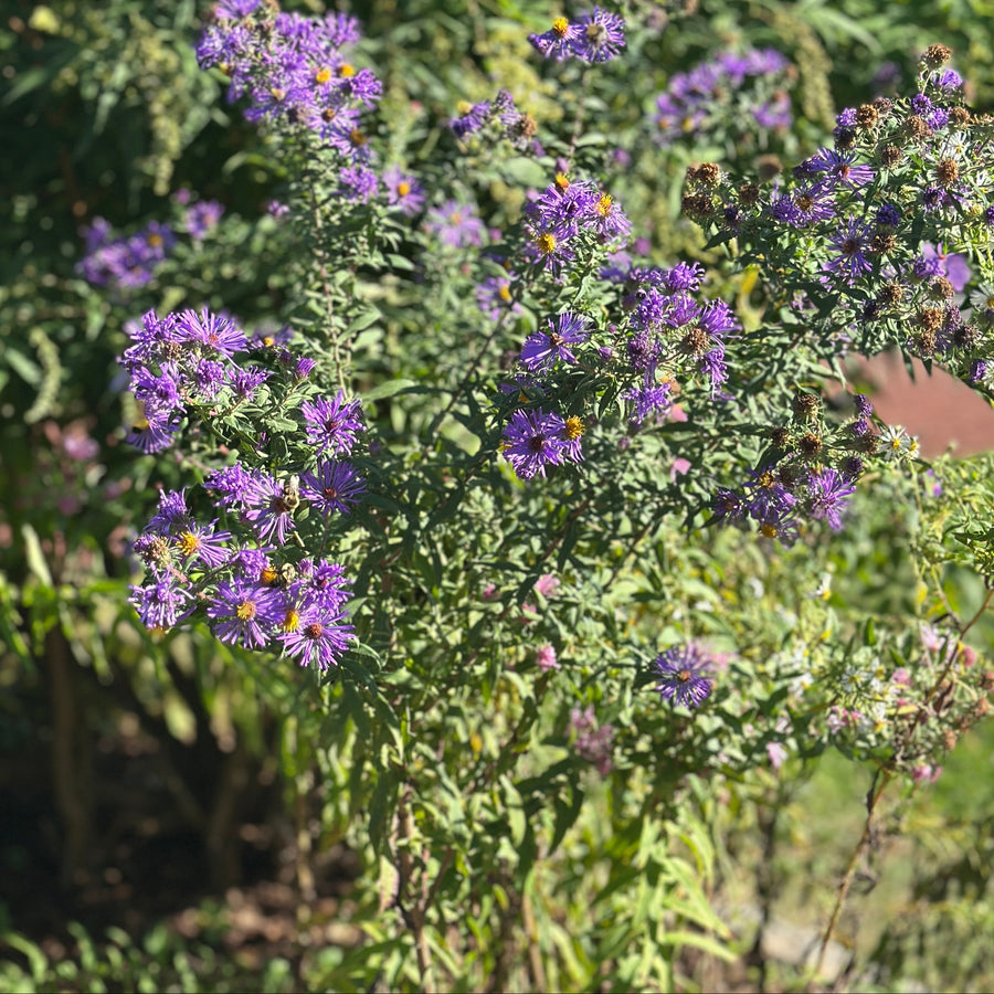 New England Aster |Spotswood Greenery