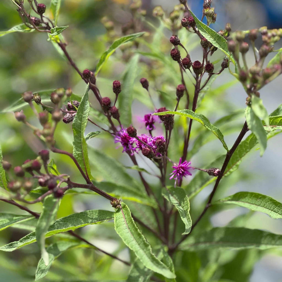 New York Ironweed |Spotswood Greenery