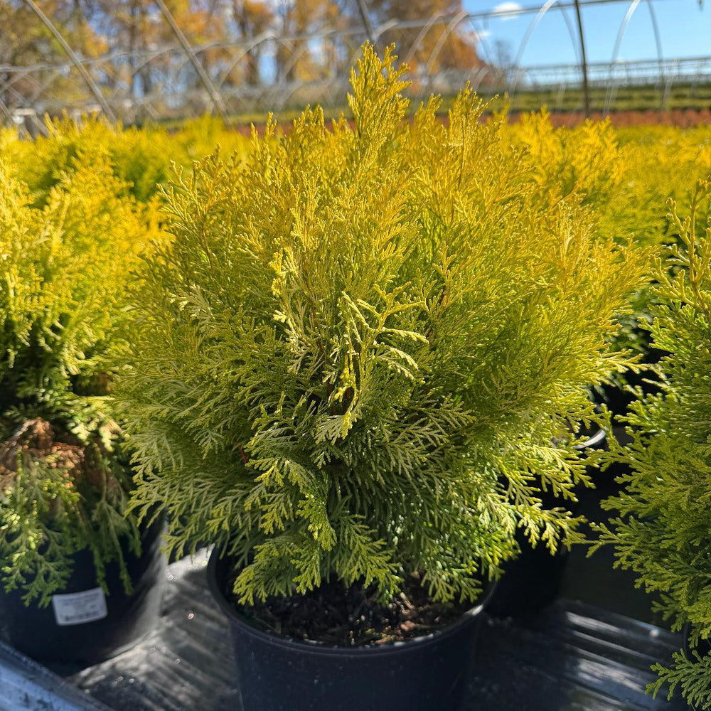 Night Light® Hinoki Cypress |Spotswood Greenery