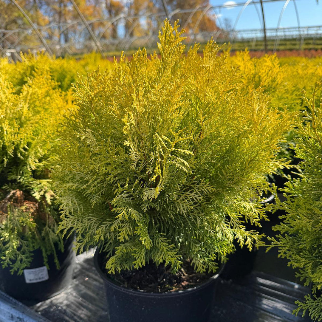 Night Light® Hinoki Cypress |Spotswood Greenery