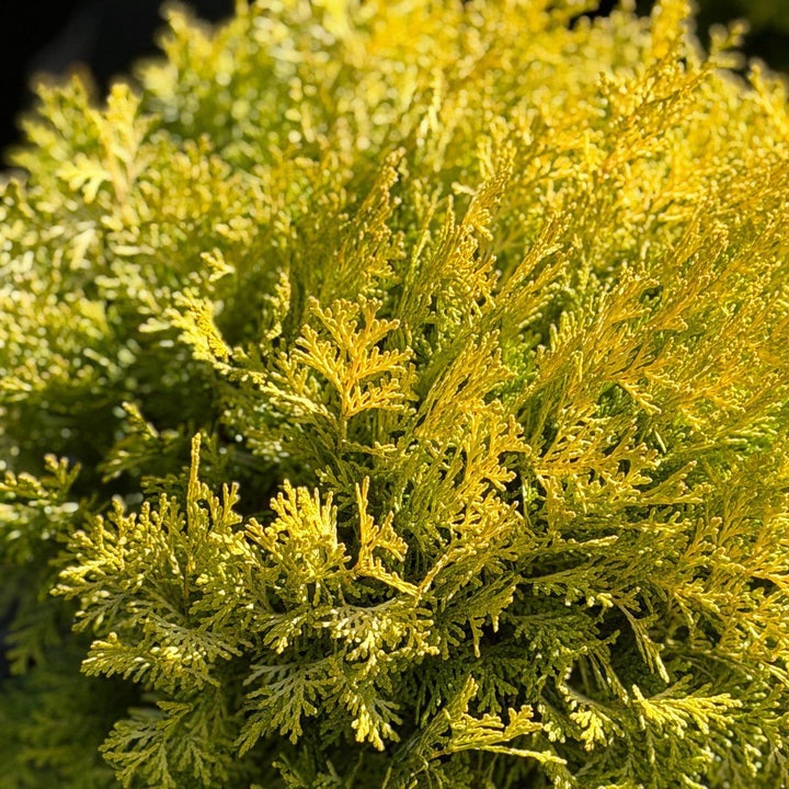 Night Light® Hinoki Cypress |Spotswood Greenery