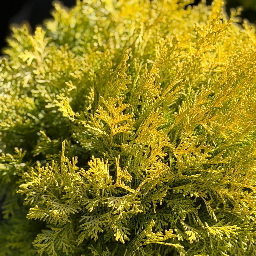 Night Light® Hinoki Cypress |Spotswood Greenery