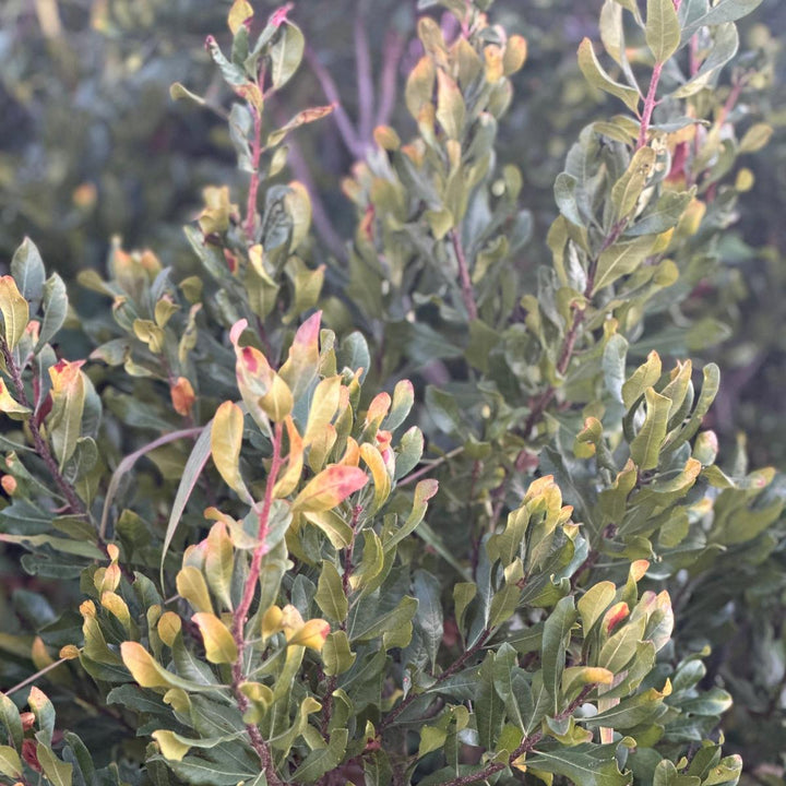 Northern Bayberry |Spotswood Greenery