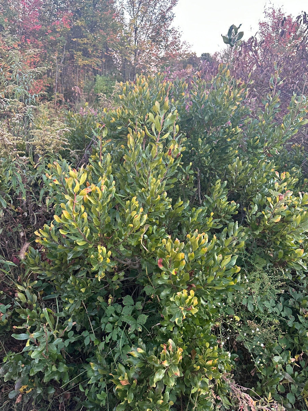 Northern Bayberry |Spotswood Greenery